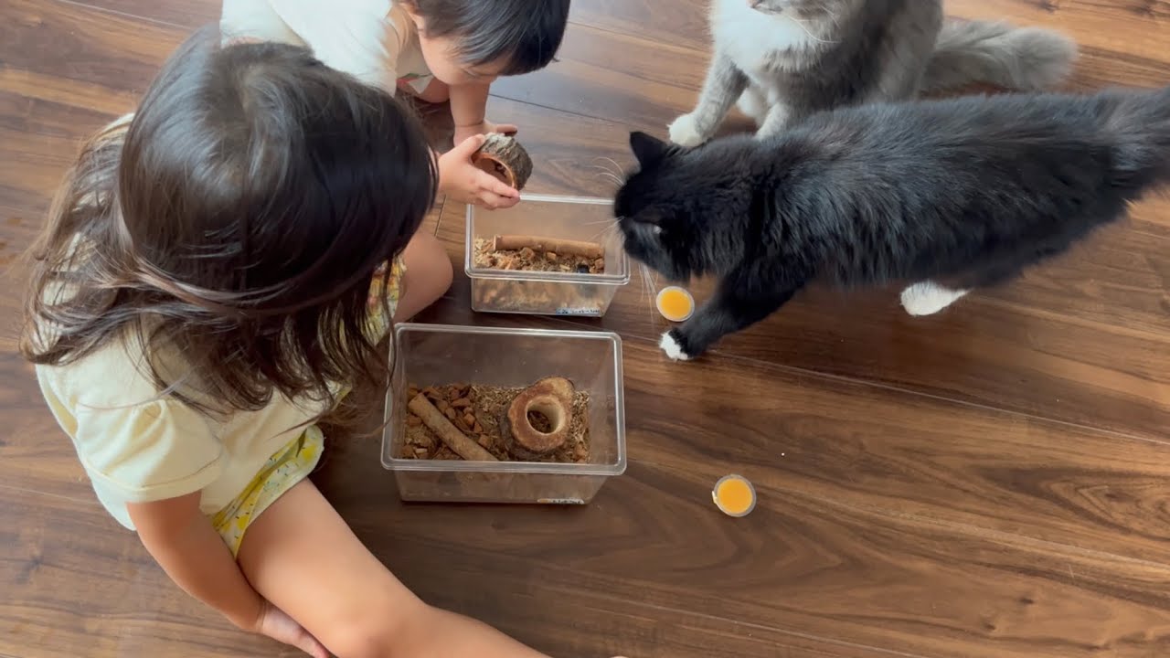 クワガタに餌を与える度に見学に来る猫　ラガマフィン　A cat who comes to visit every time to feed the stag beetle