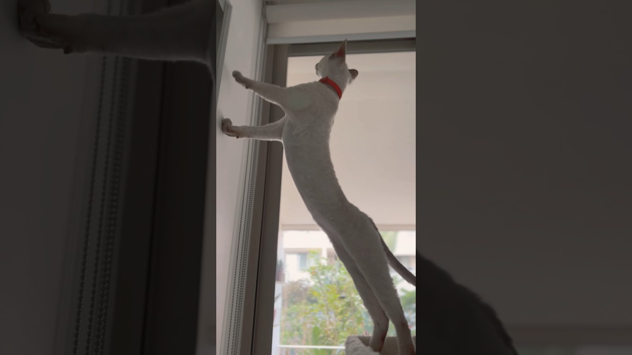 Devon Rex Cat - stretching like a spring😯こんなになが〜く伸びる🐈びよーん！