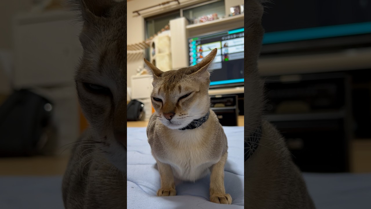 寝落ちしかけるシンガプーラをご覧ください