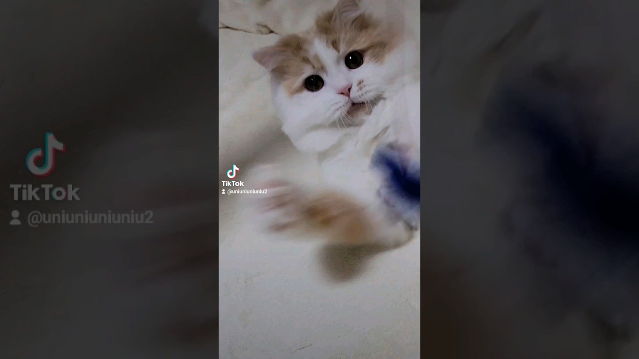 がんばる子猫 #ラガマフィン #猫動画 #子猫 #cat