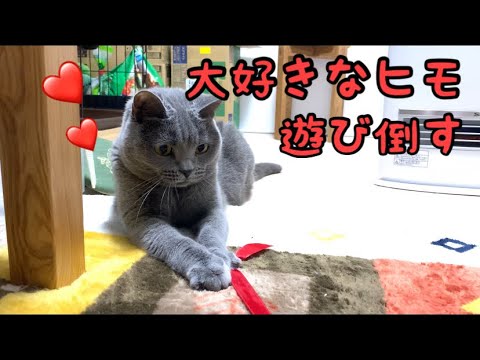 【シャルトリュー】ひたすらヒモと遊ぶ猫のゆずちゃん🎗【Chartreux cat】