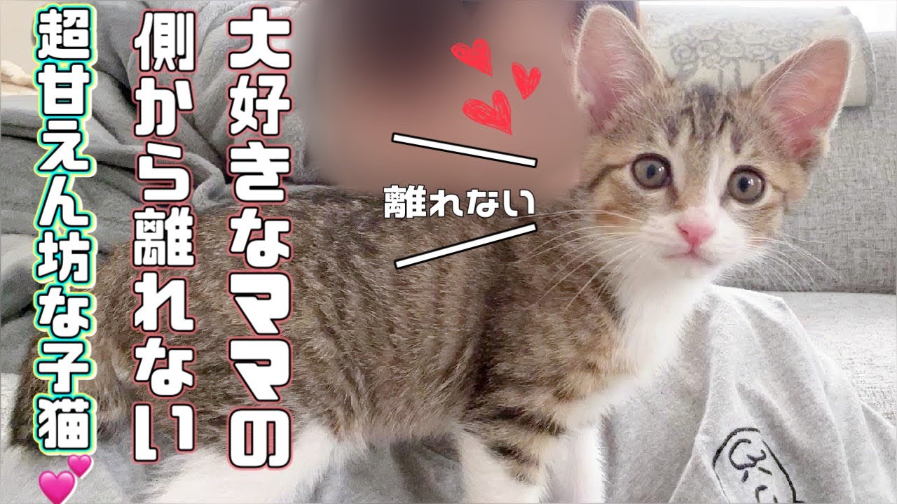 【保護猫】大好きなママのそばを離れたくない甘えん坊な子猫が可愛すぎましたｗ
