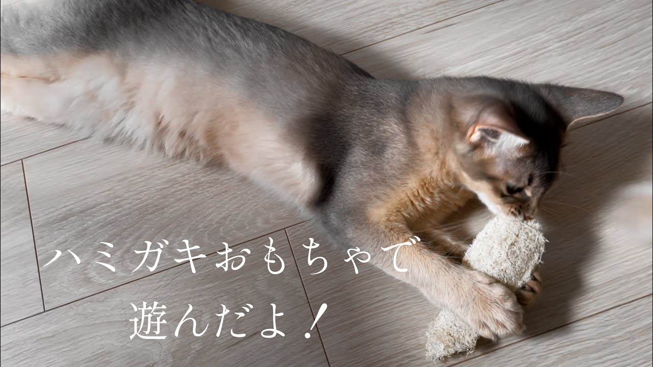 【アメリカンカール・ソマリ】ハミガキおもちゃで遊んでみたよ！