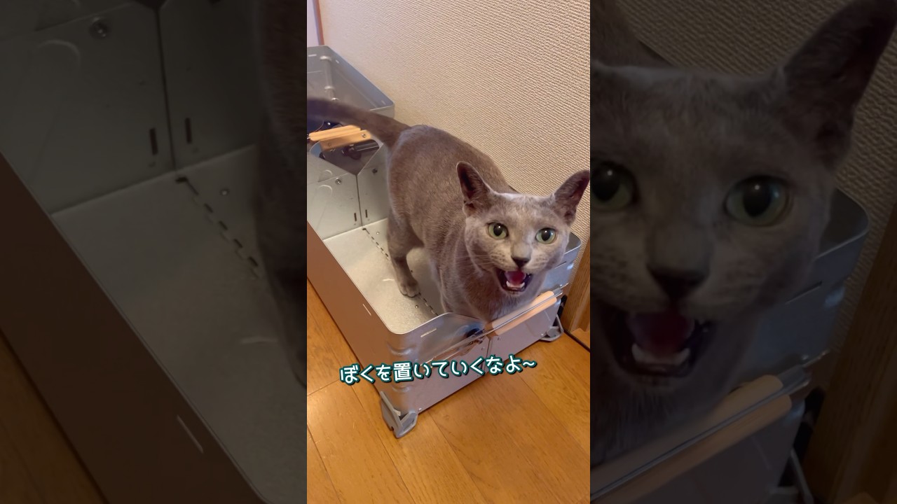 今日のトビー66 キャンプに敏感な猫、準備を手伝う #ねこ  #キャンプ#shorts