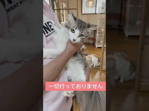 ノルウェージャンフォレストキャット 可愛い男の子 レッドマッカレルタビー&ホワイト