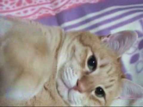 ふとましい猫～ねこである。～
