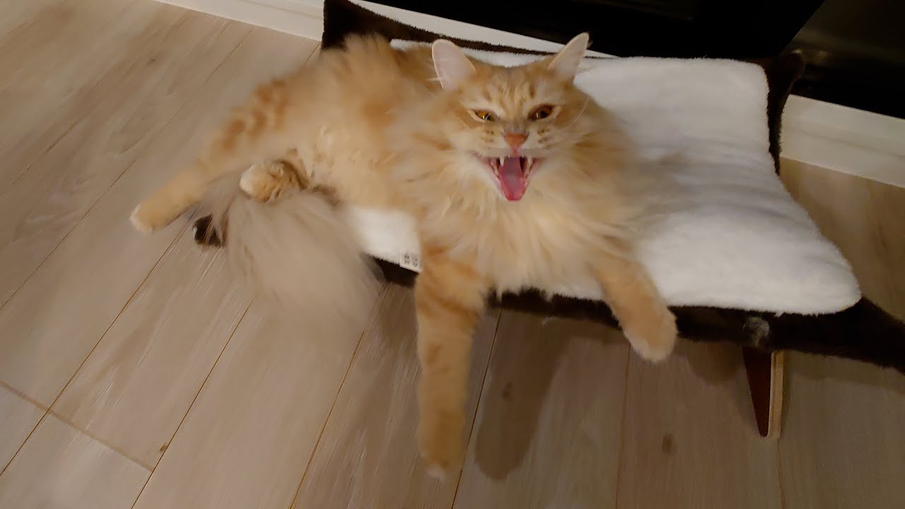 新しいおもちゃに興奮する子猫に威嚇されました…【サイベリアン】