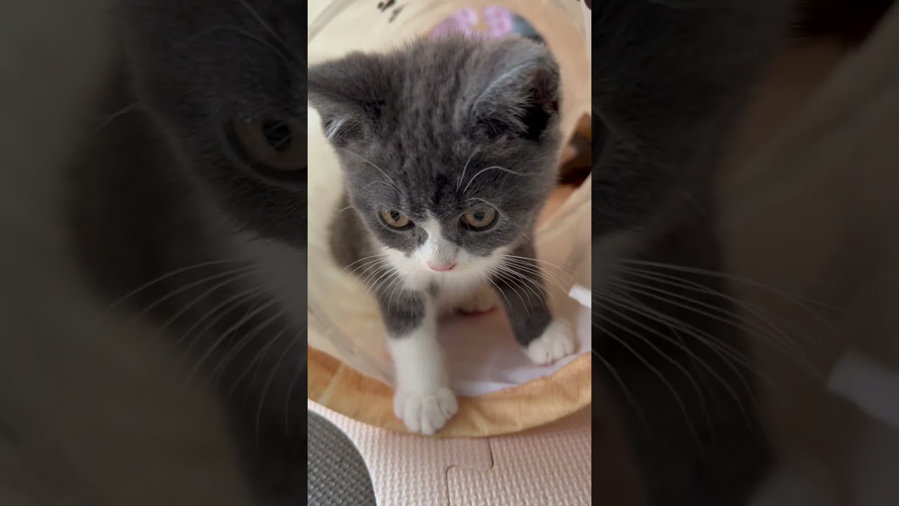 カメラに突進された時の様子#猫動画　#ショート　#子猫