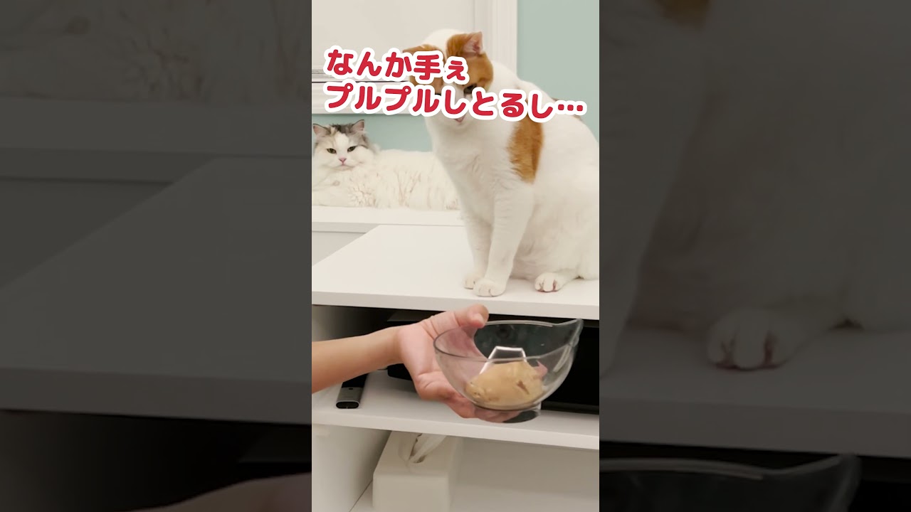 ご飯を貰う寸前で時間が止まったら…？ #Shorts