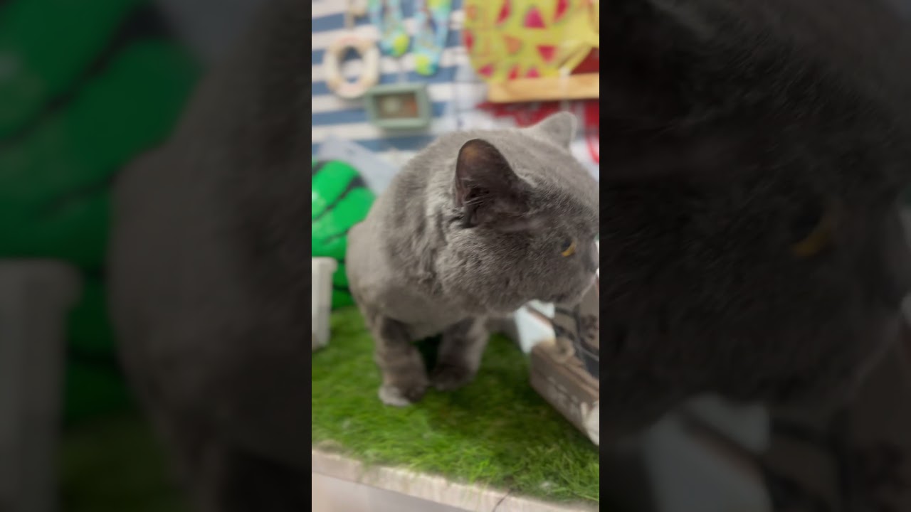 セルカークレックスのひなみちゃんが来てくれました　京都市南区　ペットサロンみぃ〜