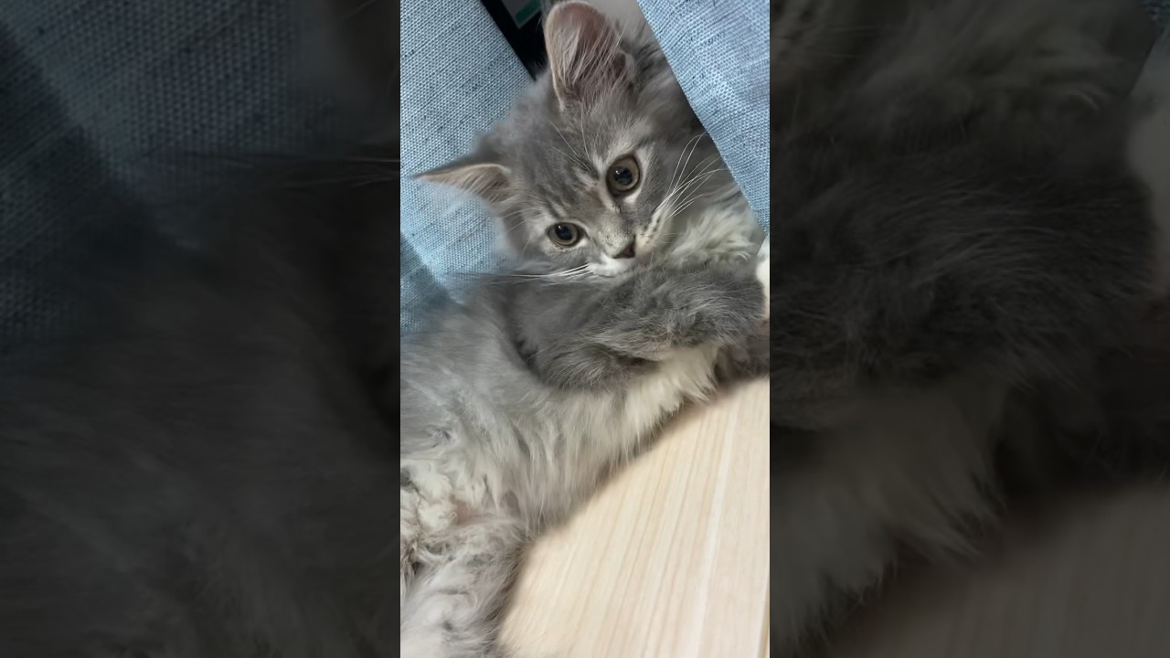 飼い主の手が大好きな子猫。#shorts #猫 #サイベリアン