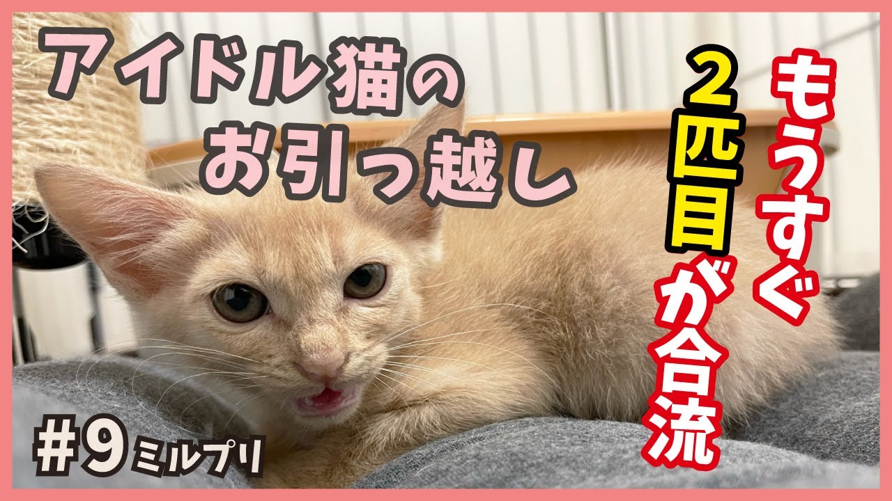 【究極ツンデレ 猫 保護】アイドル猫に新メンバーが合流直前！その前に楽しげなお引っ越しの様子をお届けします…【アイドル猫・ミルプリ9】/ cute kittens are idols