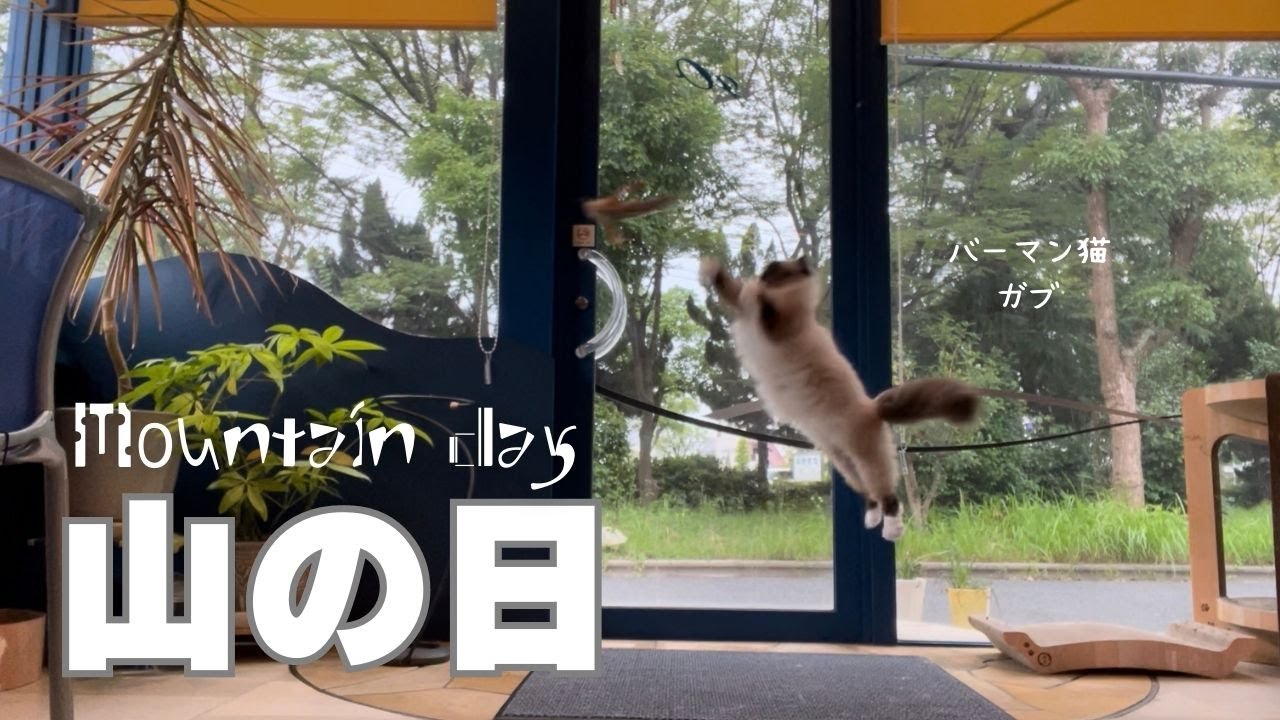 バーマン猫ラフとガブとミカ【山の日】Mountain day（バーマン猫）Birman/Cat
