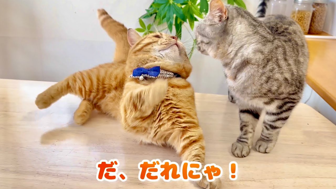tiktokの『猫が寄ってくる音』を流したらポッポママが茶々パパに優しくなった！ #猫 #マンチカン