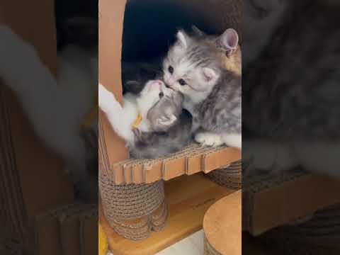 サイベリアン ブルーマッカレルタビー&ホワイトの男の子♪