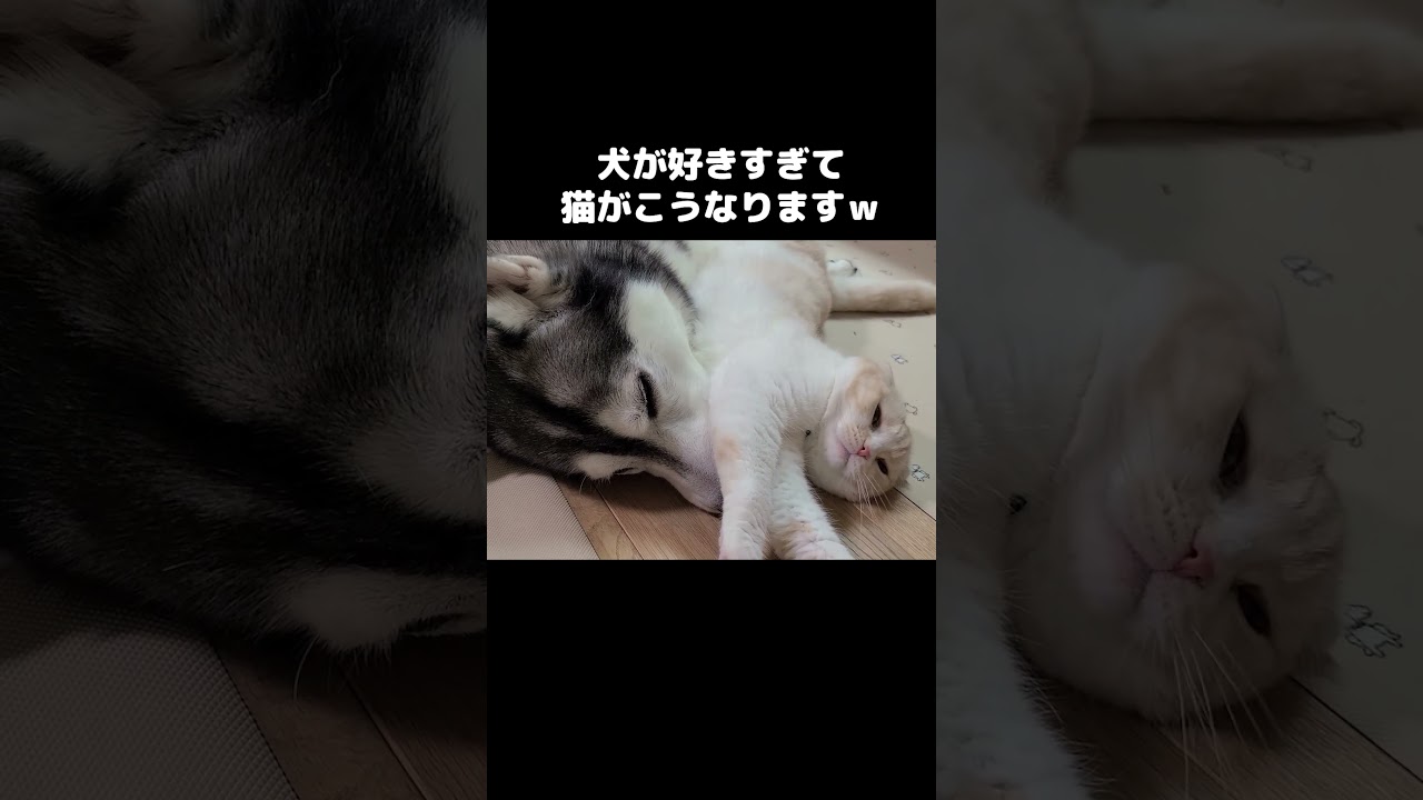 犬が好きすぎて猫がこうなります...#shorts