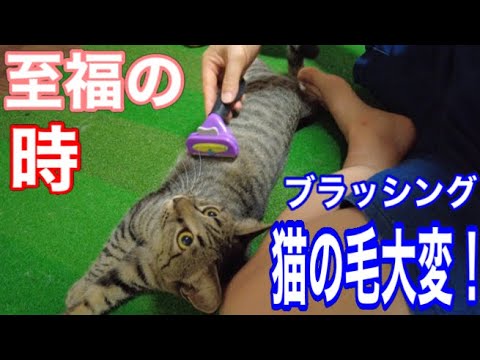 ブラッシングをねだる子猫！母猫シャム子もようやくやらさせてくれました！それにしてもペットクリーナー神アイテム。#保護猫 #cat #kitten #こねこ #癒し #ねこ