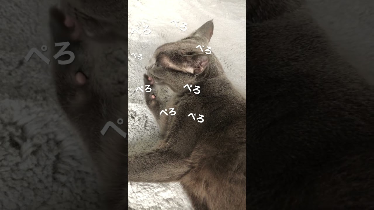 ぺろねこニャンキー #shorts