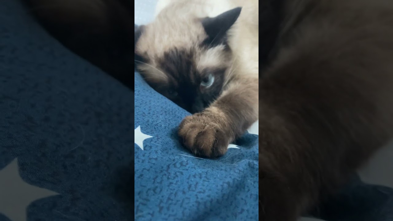 【シャム猫】枕で寝てる猫を見てたら睨まれたからクシャクシャにしてやった