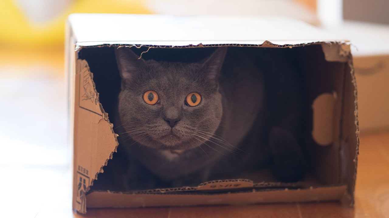 人懐っこくて可愛い猫（シャルトリュー）スライドショー