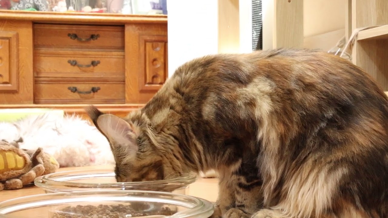 遊び盛りメインクーン子猫イドゥナちゃん