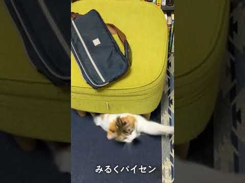 #96　はしゃぐ大人と健気なソマリ