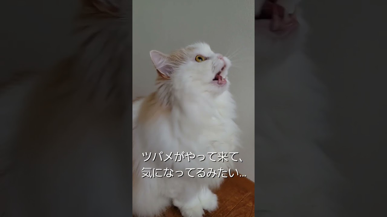 【スコティッシュフォールド】バルコニーにツバメがやって来ました。