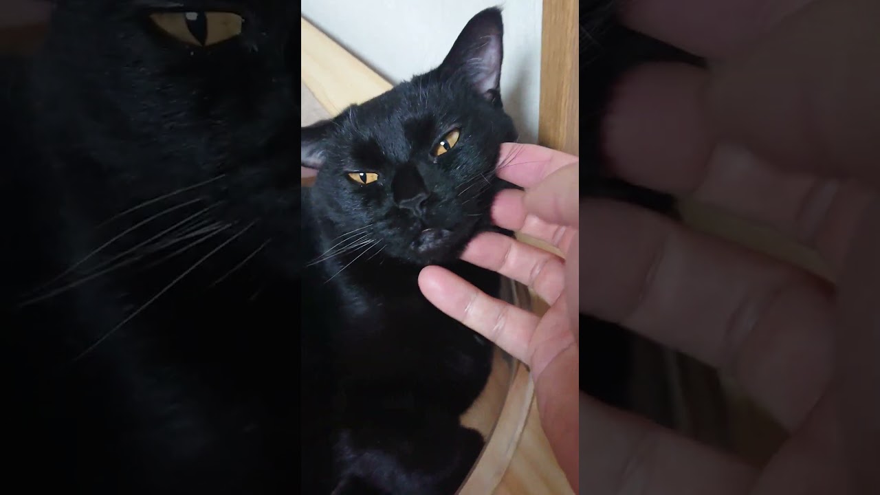 【猫】ウー君(次男)ちゃまちゃまタイム☆ 2023/08/08【ボンベイ】#shorts