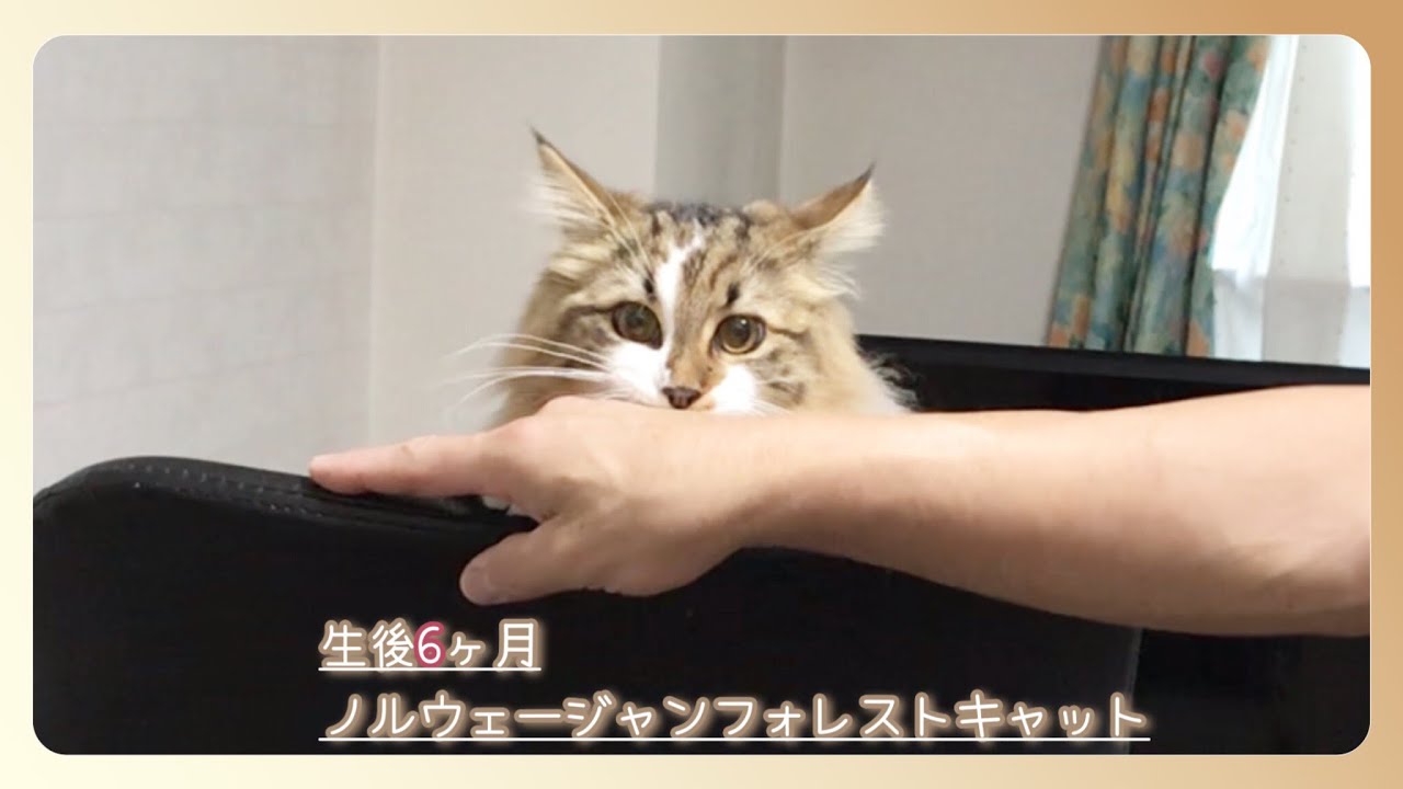 【猫のお見送り】朝が元気すぎる猫の可愛い『いってらっしゃーい』【ノルウェージャンフォレストキャット＃ 29】