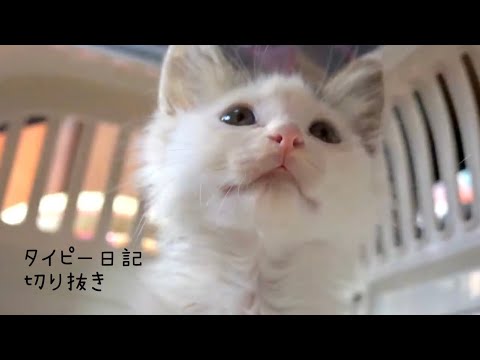 【おもしろい模様の子猫がやってきた！】@taipi 【切り抜き】