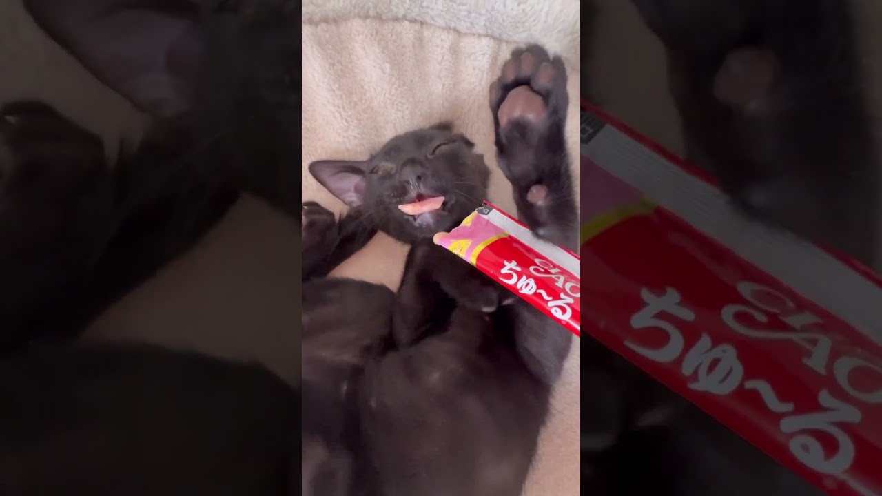 チュールの誘惑には勝てません#shorts