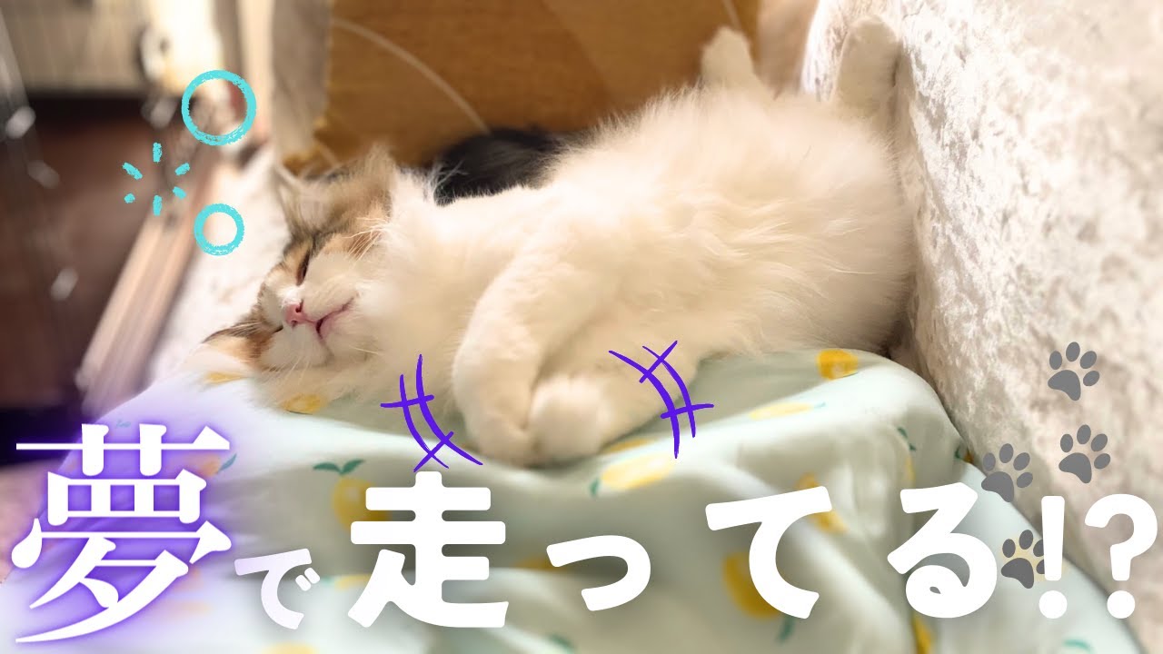 もふもふ北欧猫がお昼寝中夢を見ているみたい！【保護猫/シャム猫/シャムミックス＆ノルウェージャンフォレストキャット】