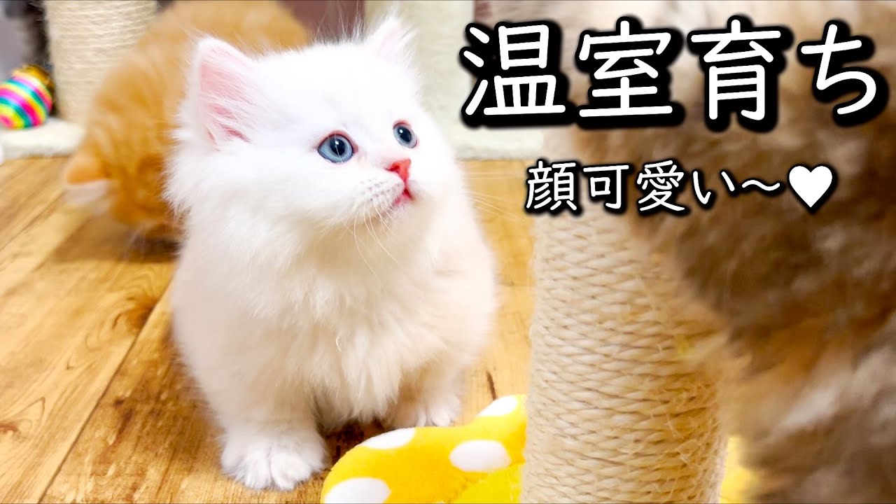 【ミヌエットの子猫】甘やかされた温室育ちの子猫はハシャがない件 ∼猫のいる生活Vol.773~ 出産動画 マンチカン短足・ミヌエット・ペルシャ猫専門ブリーダー『ペット蔵人』【子猫の成長記録】