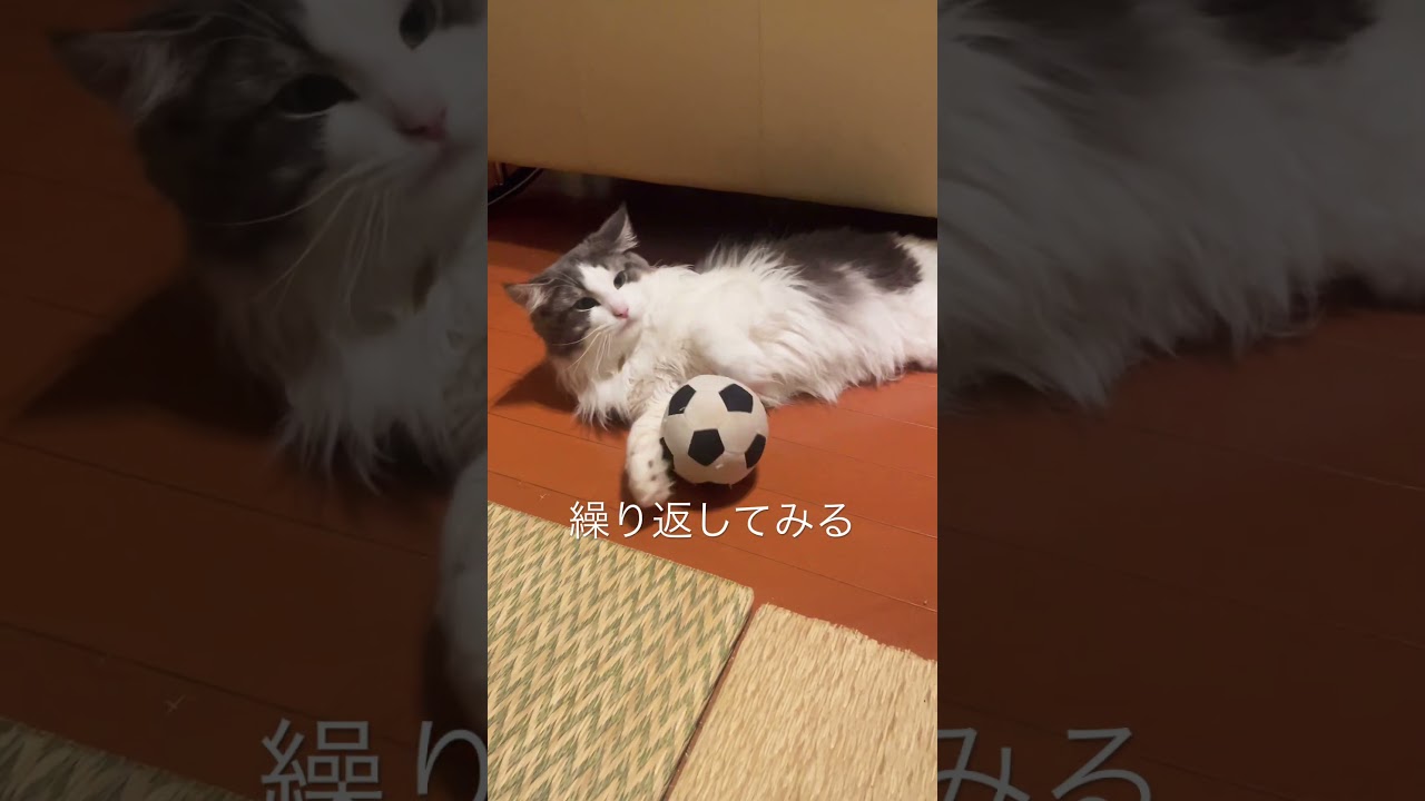 ぐだぐだしてるリキにカツを入れる#ノルウェージャンフォレストキャット #猫のいる暮らし