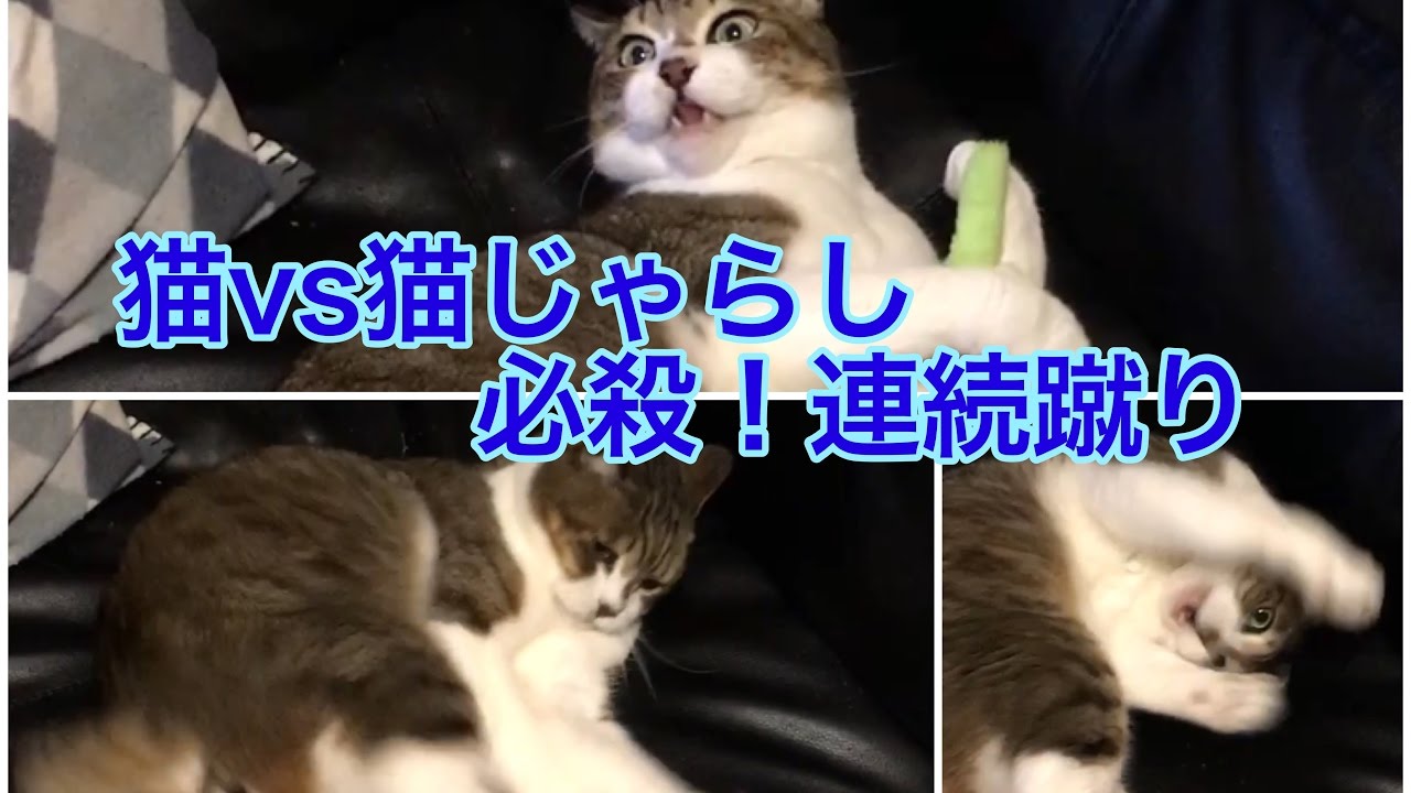 【猫】必殺！連続蹴り【ぽんぽんしっぽ】