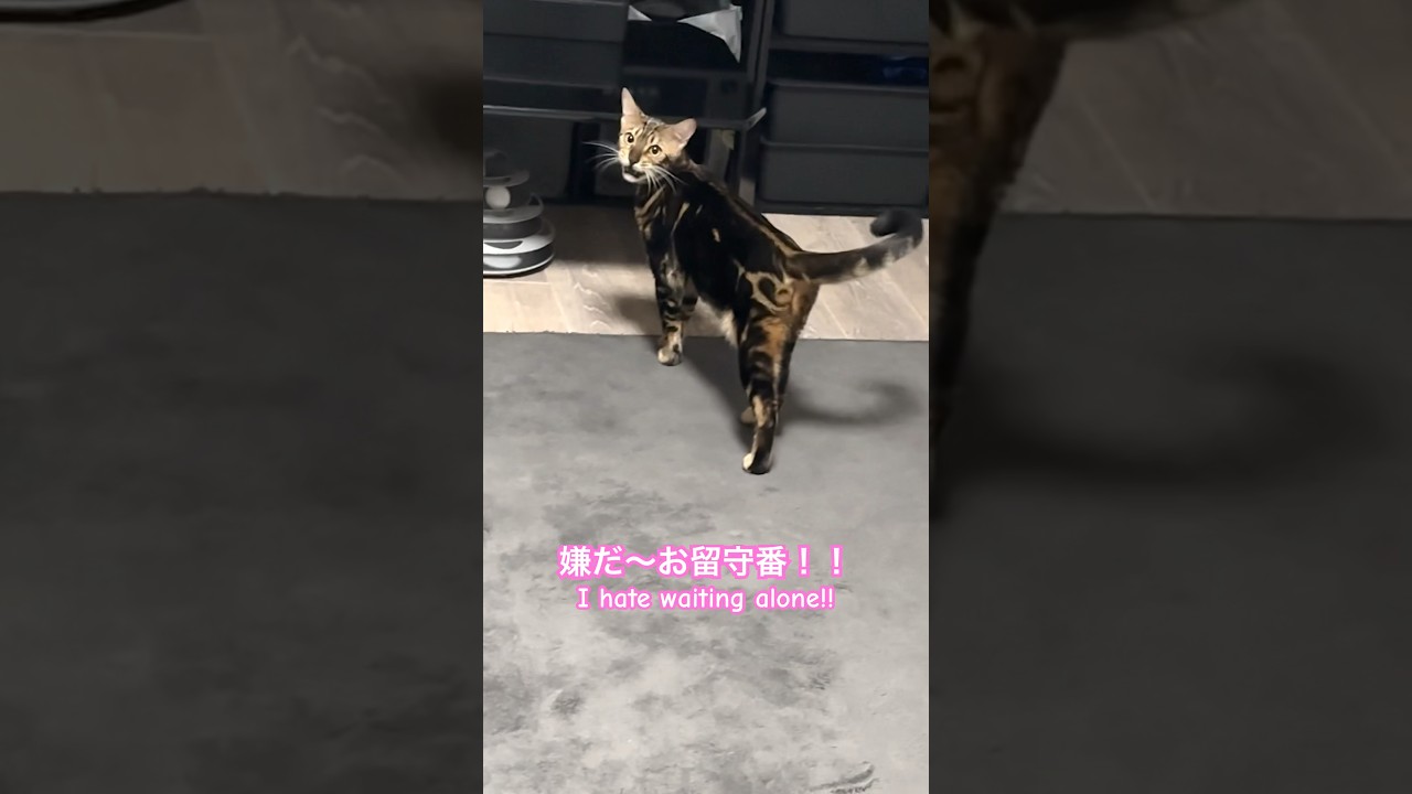 【悲報】めっちゃ文句を言われましたw #shorts #ベンガル #ねこりる