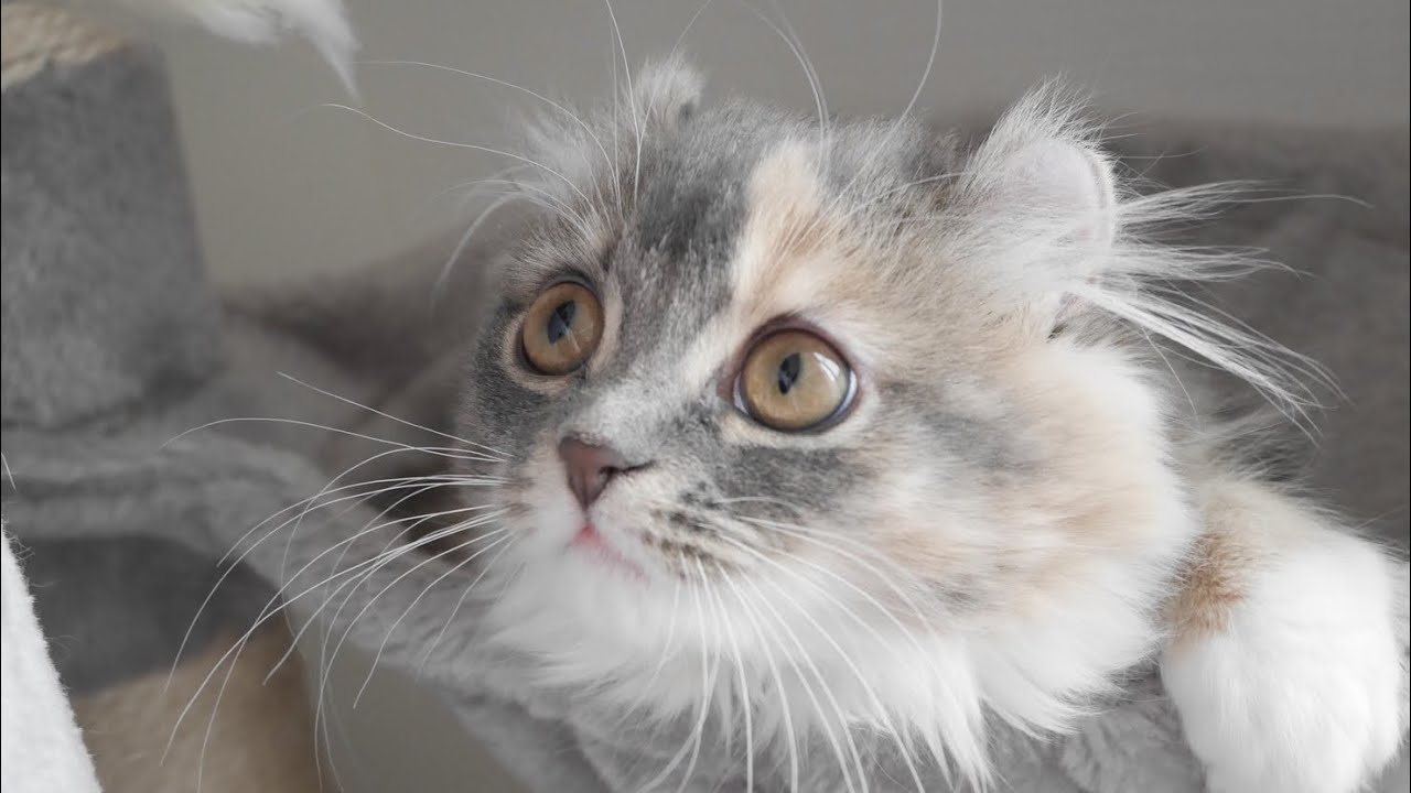 うちの子猫が生後4ヶ月になりました【アメリカンカール】