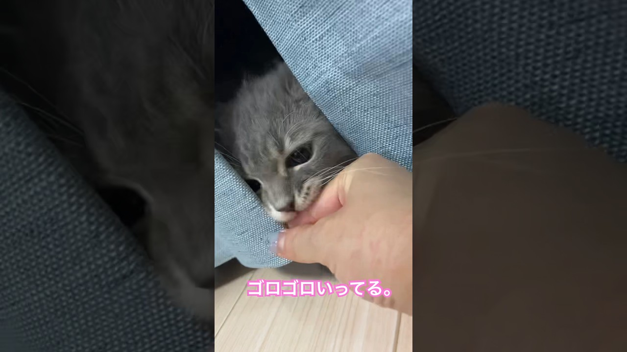 遊びながらゴロゴロいっちゃう子猫。#shorts #猫 #サイベリアン