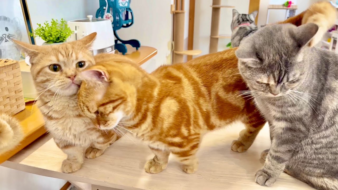 みんなに頭突きをしてまわるちゃびくんがかわいすぎる！ #猫 #マンチカン