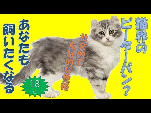 ❤️人気18位【アメリカンカールの世界：カールした耳の魅力と愛らしい性格】