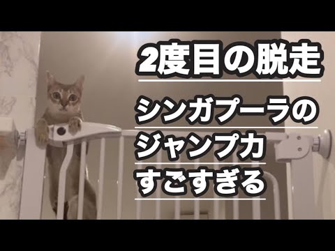 ネコゲート２度目の脱走　シンガプーラの運動神経すごすぎ