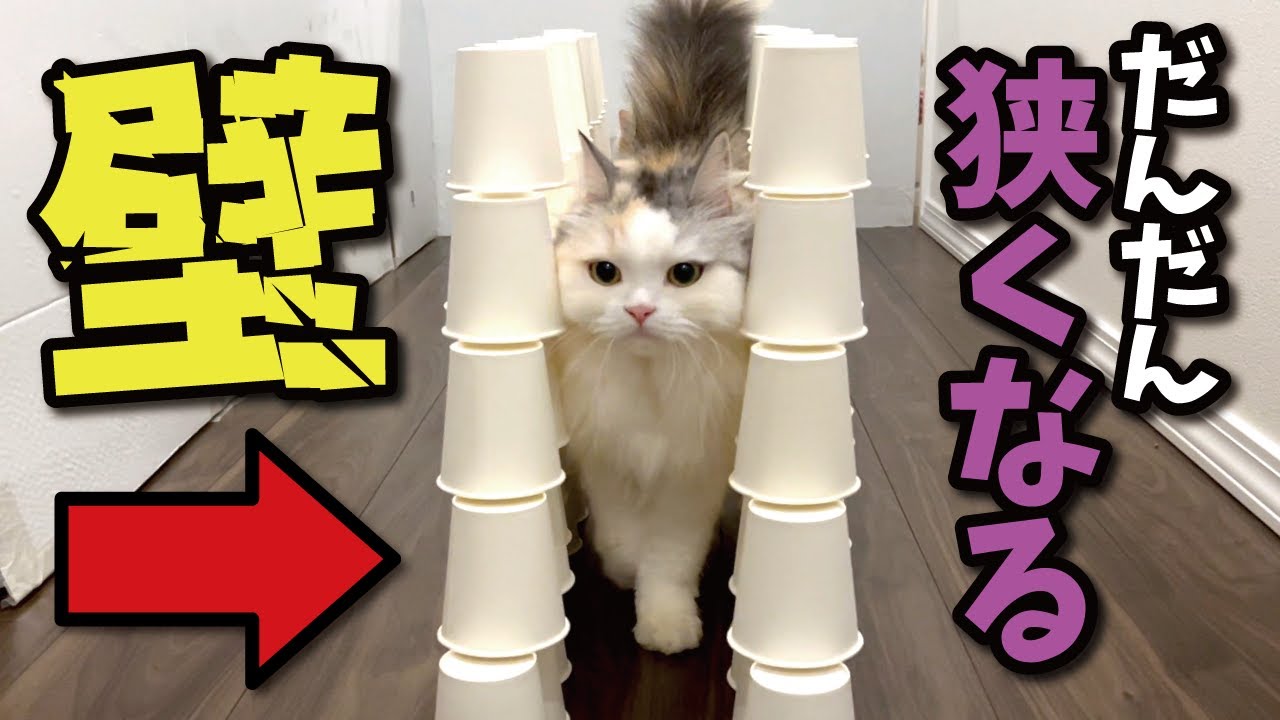 だんだん狭くなる道を通る猫チャレンジ【関西弁でしゃべる猫】