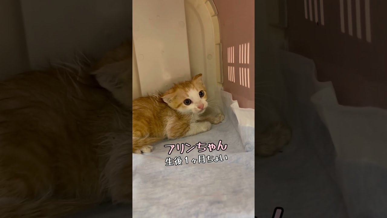 【アイドル猫 威嚇】保護した新入り子猫はアイドル的存在✨やっぱり最初はキレキレです‥💧プリンちゃん / rescued a kitten
