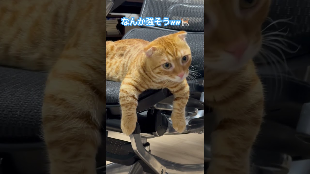 ムキムキに見えるコモ🐈 #猫 #キンカロー #cat #catlover #catlovers #catvideo #고양이 #猫のいる暮らし #catvideos #子猫