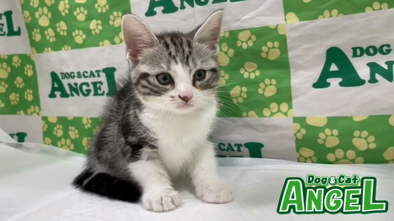 アメリカンショートヘアー 2308026 【ペットショップエンゼル　子犬・子猫販売】