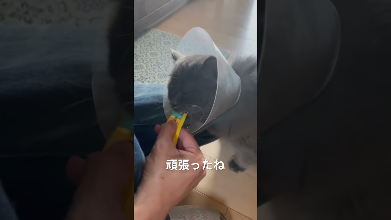 去勢手術後のラガマフィン#raggamuffin #cat #猫動画