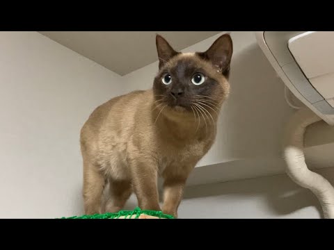 トンキニーズ 【2023/02/25】