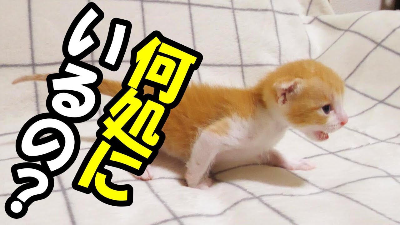 いなくなった、子猫を必死で探す【赤ちゃん猫　保護猫】