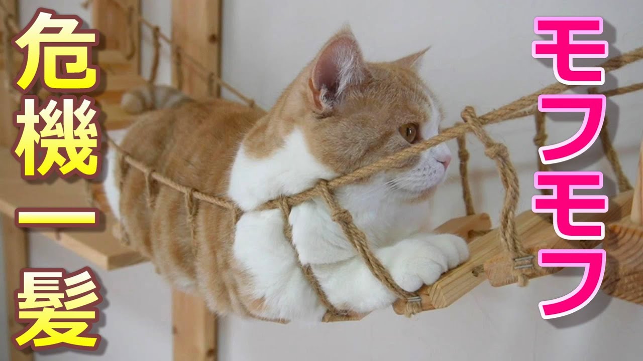 もふもふが狙われた!?誰もが触りたくなるモフ猫【スコティッシュフォールド】【アビシニアン】