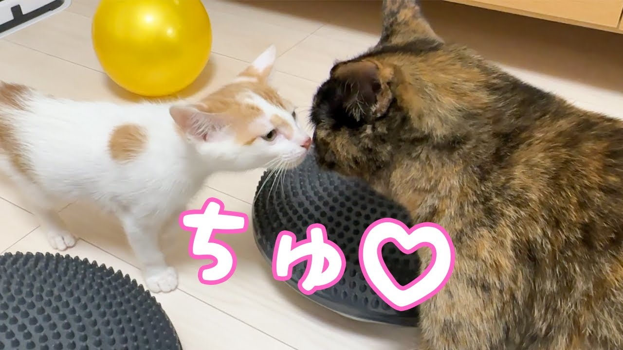 あっさりと鼻チューが出来るようになった子猫と先住猫